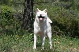 AKITA INU 405